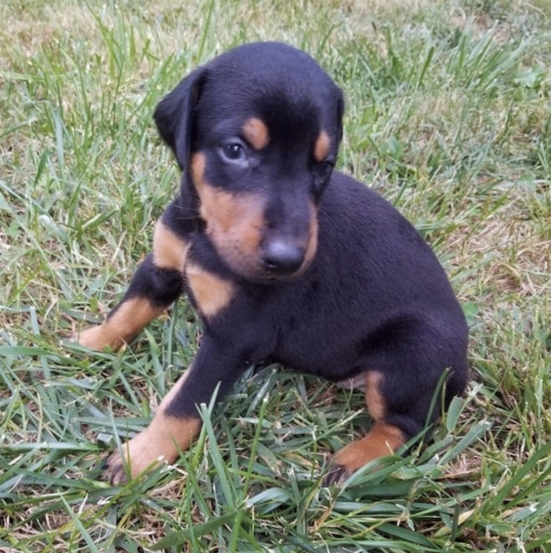 comprar cachorros sanos, baratos y asequibles para la venta